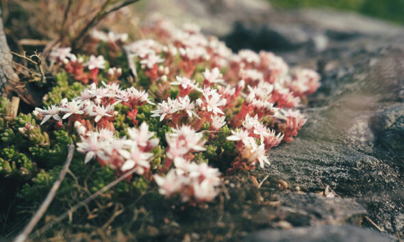Niski žednjak (Sedum) s mesnatim zelenim listovima i žutim zvjezdastim cvjetovima u sunčanom kamenjaru.