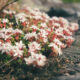 Niski žednjak (Sedum) s mesnatim zelenim listovima i žutim zvjezdastim cvjetovima u sunčanom kamenjaru.