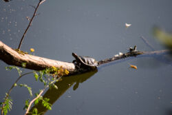 Maksimir (foto: Sandro Bura)