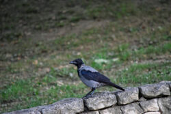 Maksimir (foto: Sandro Bura)