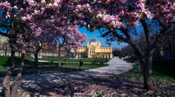 Trg kralja Tomislava, Zagreb (foto: S. Bogdanić) Gdje kupiti magnoliju?