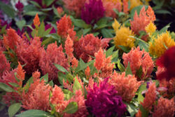 foto: Sandro Bura 53. Međunarodna vrtna izložba Floraart - Zagreb
