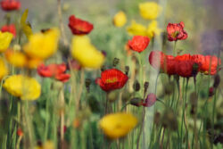 foto: Sandro Bura 53. Međunarodna vrtna izložba Floraart - Zagreb