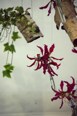 foto: Sandro Bura 53. Međunarodna vrtna izložba Floraart - Zagreb