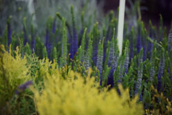 foto: Sandro Bura 53. Međunarodna vrtna izložba Floraart - Zagreb