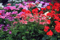 foto: Sandro Bura 53. Međunarodna vrtna izložba Floraart - Zagreb
