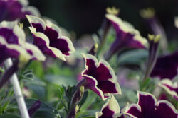 foto: Sandro Bura 53. Međunarodna vrtna izložba Floraart - Zagreb