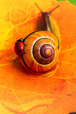 foto: Pixabay