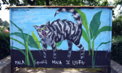 foto: Sandro Bura