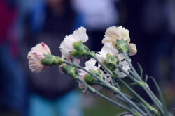foto: Sandro Bura